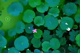 视频｜又是夏荷初绽时，寒亭禹王赏花等你来图片