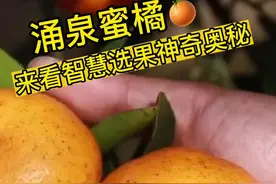 台州人文地理｜橘子味的涌泉图片
