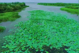 抚远：接天莲叶无穷碧 映日荷花别样红图片