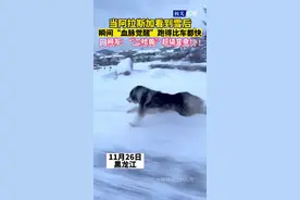 当阿拉斯加看到雪后，瞬间“血脉觉醒”跑得比车都快！网友：“二哈兽”超级变身图片