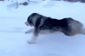 当阿拉斯加看到雪后，瞬间“血脉觉醒”跑得比车都快！网友：“二哈兽”超级变身图片