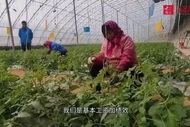 视频｜淄博桓台这个蔬菜大棚，有点与众不同图片