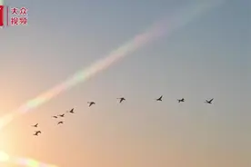 大天鹅开启北迁之旅图片