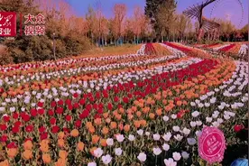 视频│泰山脚下郁金香花开成海 快来开启花式拍照模式图片