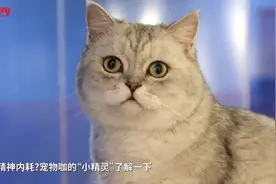 萌宠能治精神内耗？宠物咖的“小精灵”了解一下图片