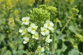 安宁春日赏花图（上篇）——赏云南省花色品种最丰富的油菜花，就来安宁温泉甸中村图片