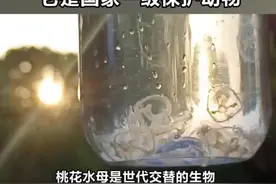 罕见！衢州一名学生在校园池塘里发现“水中大熊猫”桃花水母图片