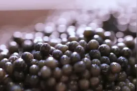 走进东极抚远，揭秘鲟鳇鱼子酱的诞生图片