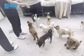 济南60岁阿姨照料300多条流浪犬，一干就是8年，拿出退休金补贴图片