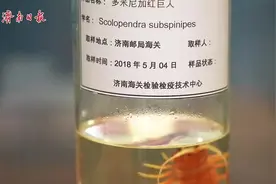 融媒·画像｜一只小虫、一粒草种，往往能掀起一场“战争”——狙击“隐形入侵者”图片