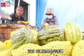 小甜瓜种出“甜蜜事业”图片