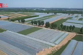 新品种、新渠道，精品吊瓜有“钱”景图片