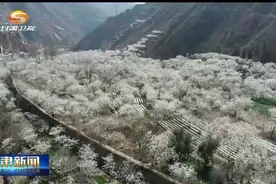 陇南武都：十里樱花 满城春色图片