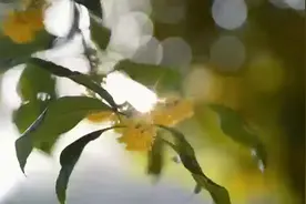 闻香识浙江！邀你来“浙”一路寻桂子、留秋色图片