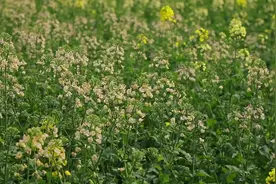 C视频｜彩色油菜花盛开，你见过吗？一起来看→图片