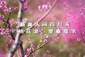 最美人间四月天“桃花源”里春意浓图片