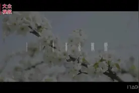 视频丨千亩梨花开，枝上层层雪图片