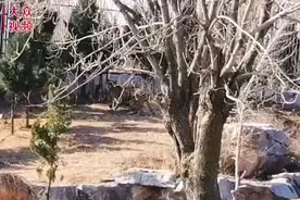 视频｜跟老虎对打，赢得可能性有多大？图片