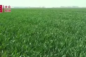 视频｜“水肥一体化”喷灌新技术助力春管图片