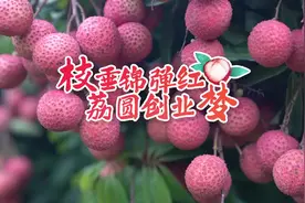相·见｜荔枝·励志！增城仔的升级打怪创业路图片