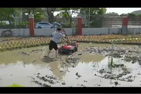 视频｜插秧、开拖拉机……鄞州这所小学在水稻田里上劳动课图片