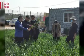 视频｜东平县东平街道：积极做好春季小麦田间管理工作图片