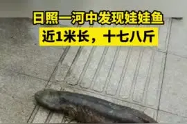 日照一河中发现娃娃鱼？近1米长，十七八斤图片