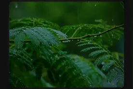 美在春城｜春风遇雨图片