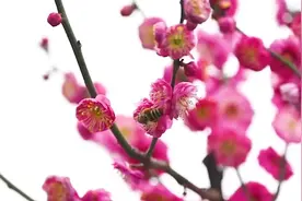 视频｜南京玄武湖百花闹春游园会开启，十大花季扮靓景区“醉”美春天图片