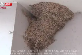【视频】趣闻：天气渐冷，南京一屋檐下现“雀占燕窝”图片