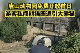 是熊不是猫！游客私自翻园逗大熊猫，软萌国宝发起怒来有多可怕？图片