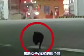 女子购买的猪仔在加气站跑丢，打电话求助消防部门，消防员上演“抓猪大战”图片