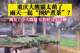 四只大熊猫凑一桌像在打麻将，动物园回应：它们喜欢坐一起图片