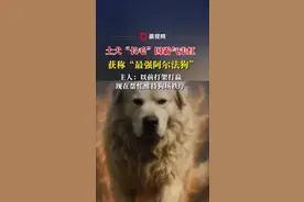 狗主回应土狗因霸气走红：打架打成狗王，现在帮维持狗场秩序图片