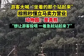 棕熊站起挥手被疑是人假扮，动物园回应：是真熊，着急想让游客投喂图片