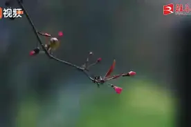 西平：海棠待放等你来图片