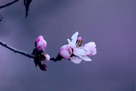康乐县：山桃红花满枝头图片