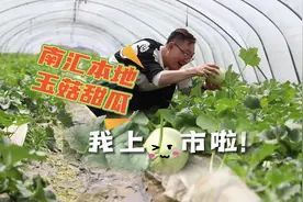 吃瓜”福利到！南汇本地玉菇甜瓜清甜上市啦！图片