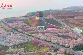 樱花烂漫游人醉 赏花踏青享春光图片