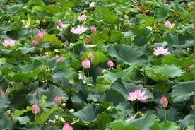夏意满塘 荷花盛开苏家托图片