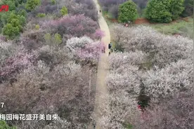 省农科院梅园梅花盛开美自来图片