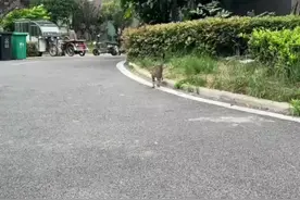 人和猫说话？“铲屎官”历时五年练成“喵语十级”图片