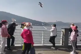 红嘴鸥穿上“婚纱”启程回家 让我们为它们饯行吧！图片