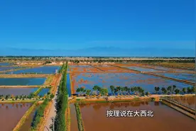 清华老教授跨界“养虾”，成了！图片