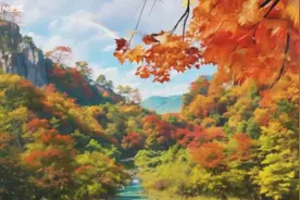 视频｜满山彩林胜春华！石门国家森林公园红叶观赏节已开幕图片