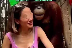 泰国动物园一猩猩合影时对女游客袭胸亲吻，女游客：它很友好图片