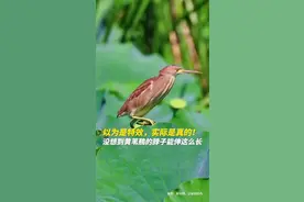 以为是特效，没想到是真的！“鸟中长颈鹿”脖子也太长了图片