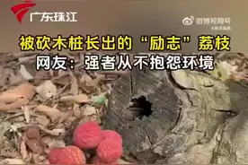 广东最励志荔枝！被砍树桩仍长出累累果实，网友：强者从不抱怨环境图片