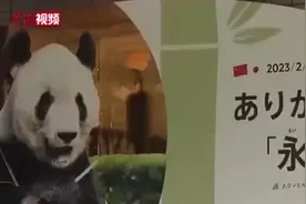 欢迎滚滚们回家！两天4只旅日大熊猫回国，它们带回什么“成果”？图片
