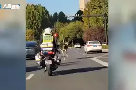 郑州有鸵鸟在高架奔跑？主人分析是因“思妻”心切图片